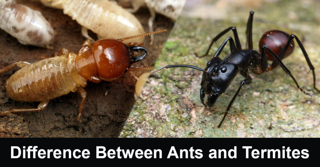 difference between ants and termites