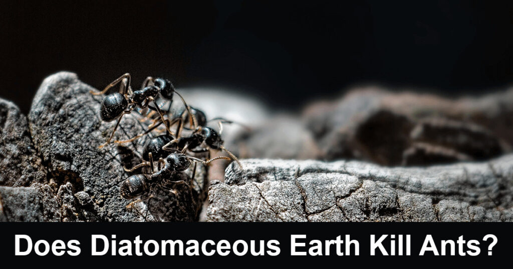 does diatomaceous earth kill ants