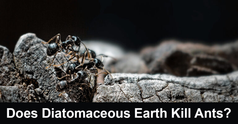 Does Diatomaceous Earth Kill Ants?