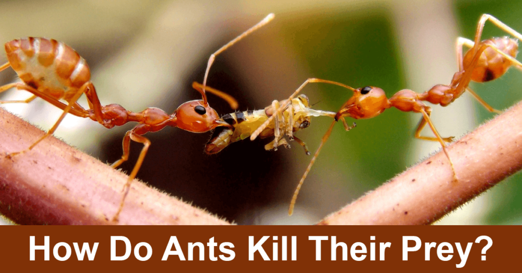 how do ants kill their prey
