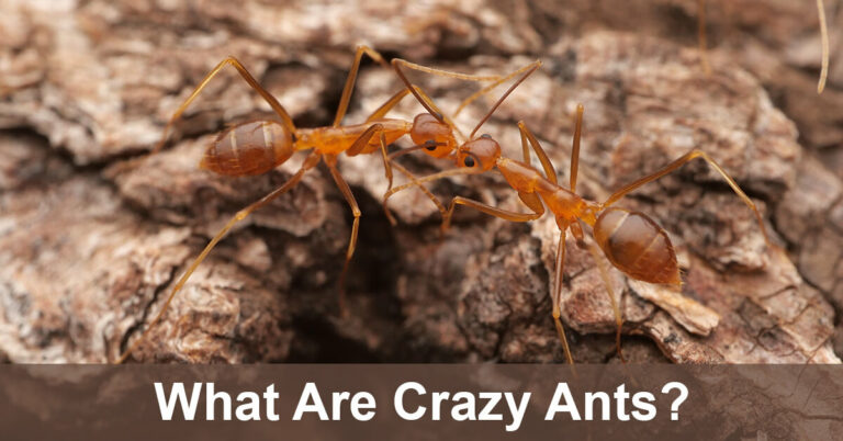 What Are Crazy Ants?