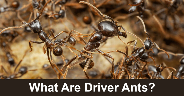 What Are Driver Ants? Are They Dangerous?