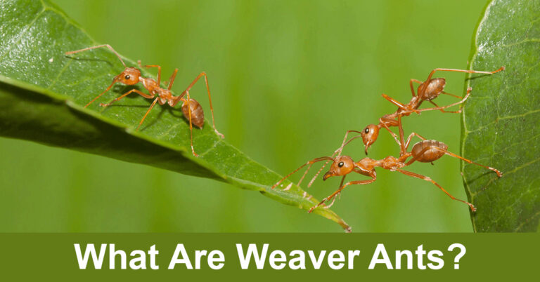 What Are Weaver Ants?