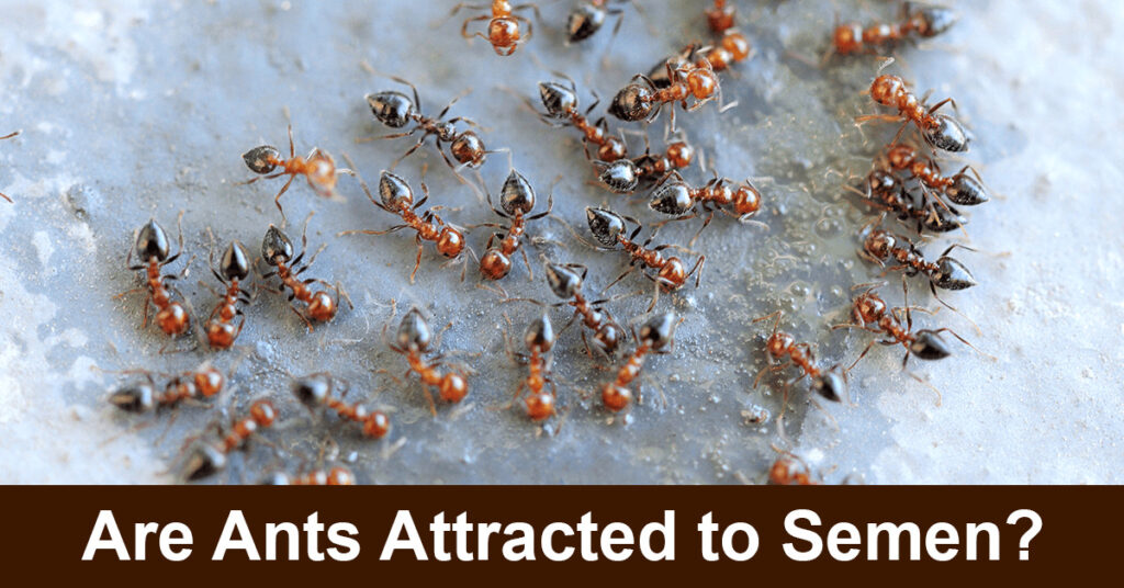 are ants attracted to semen