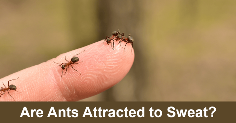 Are Ants Attracted To Sweat?