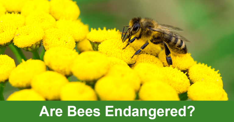 Are Bees Endangered?