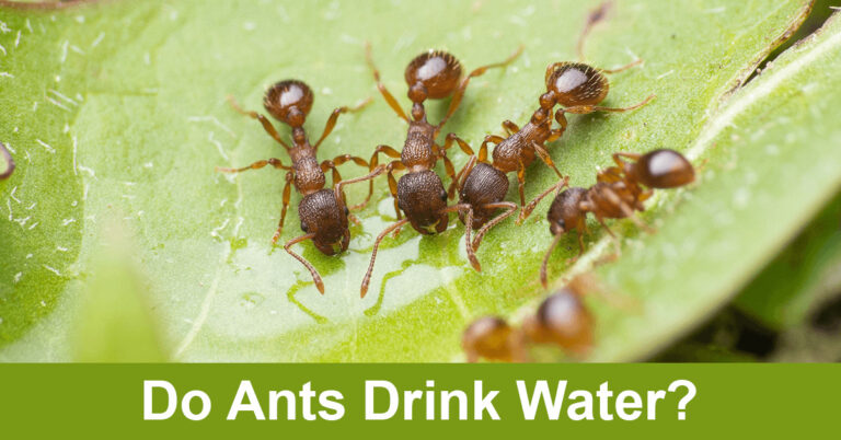 Do Ants Drink Water? Do They Need Water?