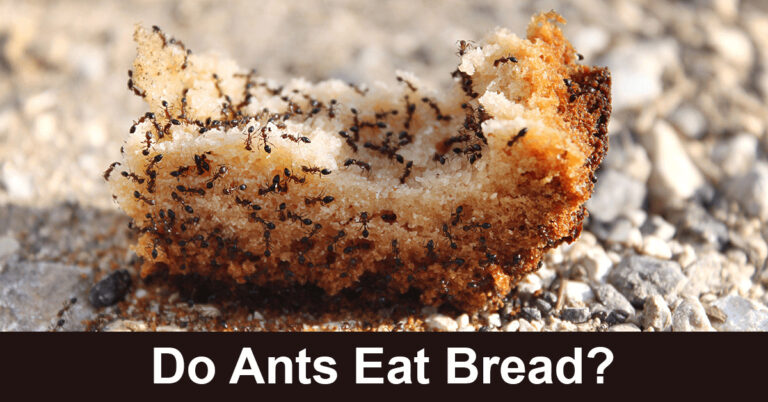 Do Ants Eat Bread?