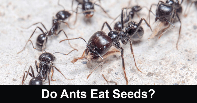 Do Ants Eat Seeds?