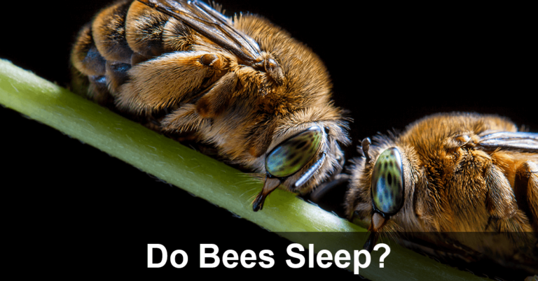 Do Bees Sleep?