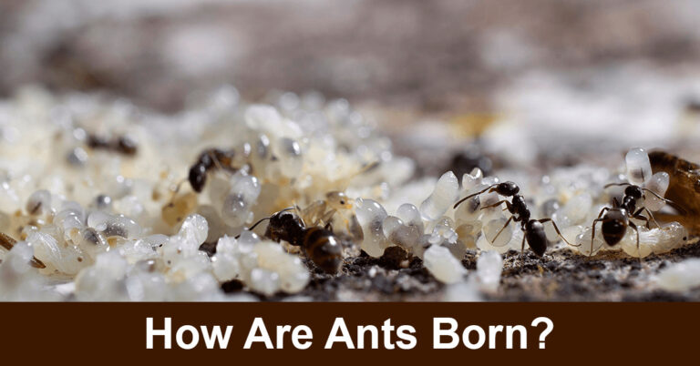 How Are Ants Born?