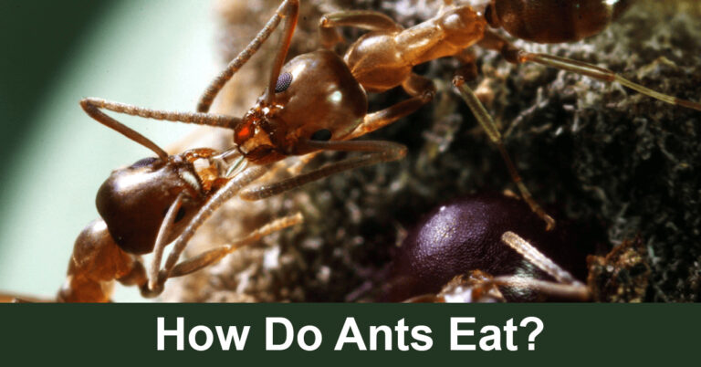 How Do Ants Eat? Can They Eat Solids?