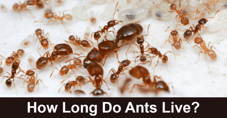 How Long Do Ants Live?