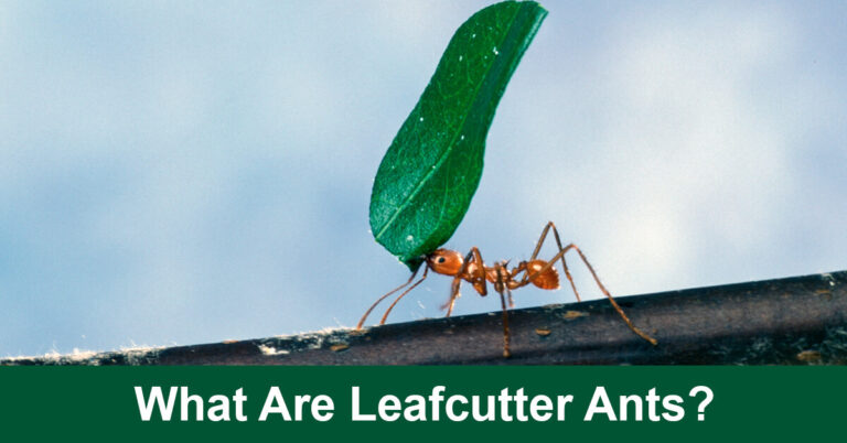 What Are Leafcutter Ants?