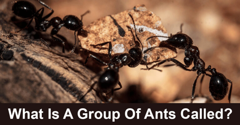 What Is A Group Of Ants Called?
