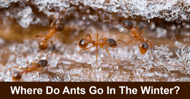 Where Do Ants Go In The Winter?