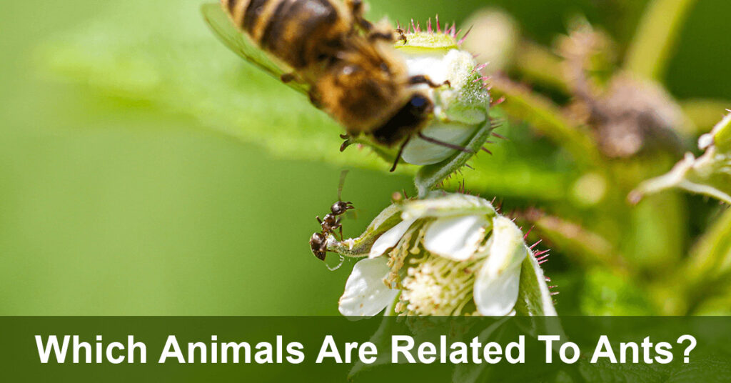which animals are related to ants