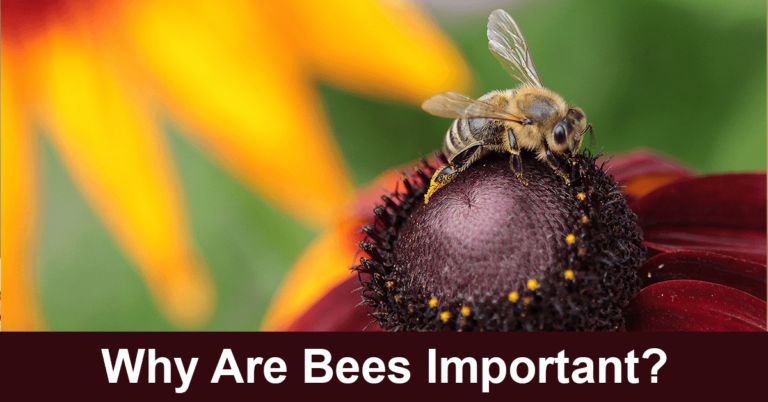 Why Are Bees Important?