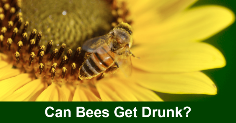 Can Bees Get Drunk?