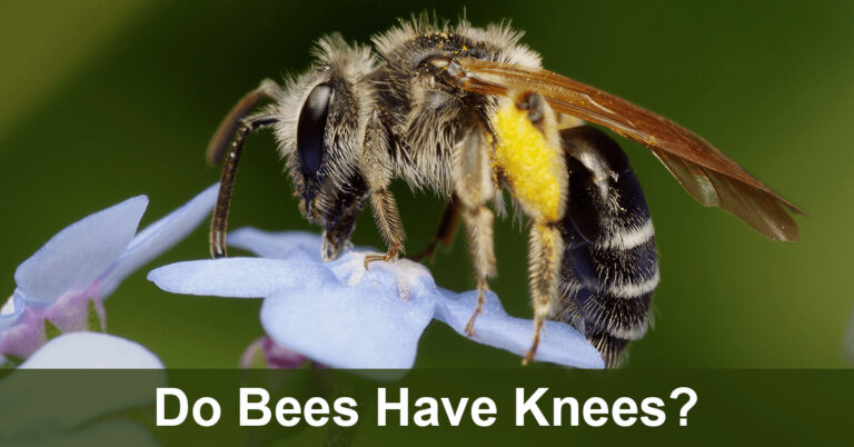 Do Bees Have Knees?