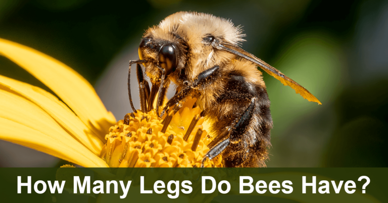How Many Legs Do Bees Have?