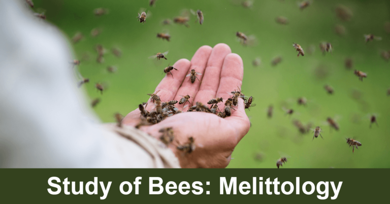 Study of Bees: Melittology