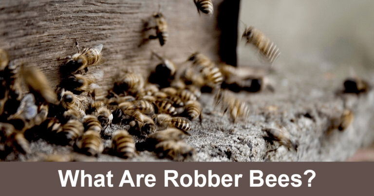 What Are Robber Bees?