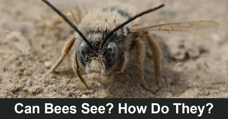 Can Bees See? How Do They?