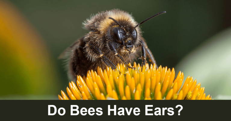 Do Bees Have Ears? Can They Hear?