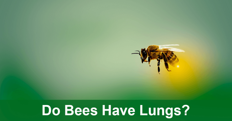 Do Bees Have Lungs?