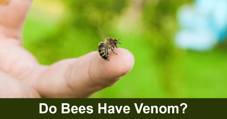 Do Bees Have Venom?
